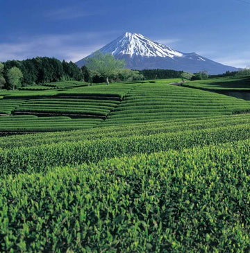 Premium Ceremonial Matcha Japan